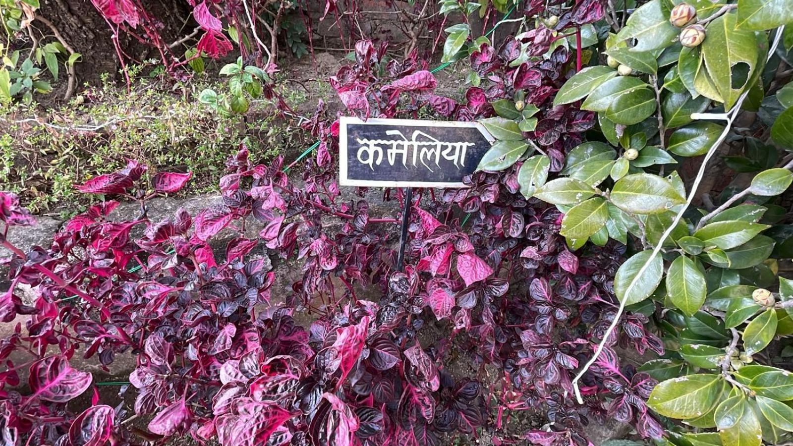 8Fold-Pinecrest By Larisa, Bhimtal Bhīm Tāl Exterior foto